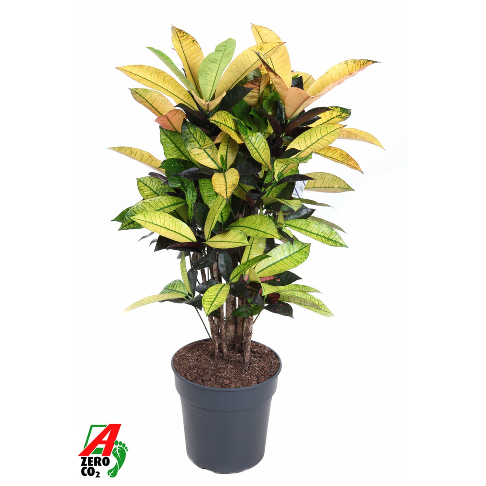 Codiaeum Mrs Iceton vertakt P24.