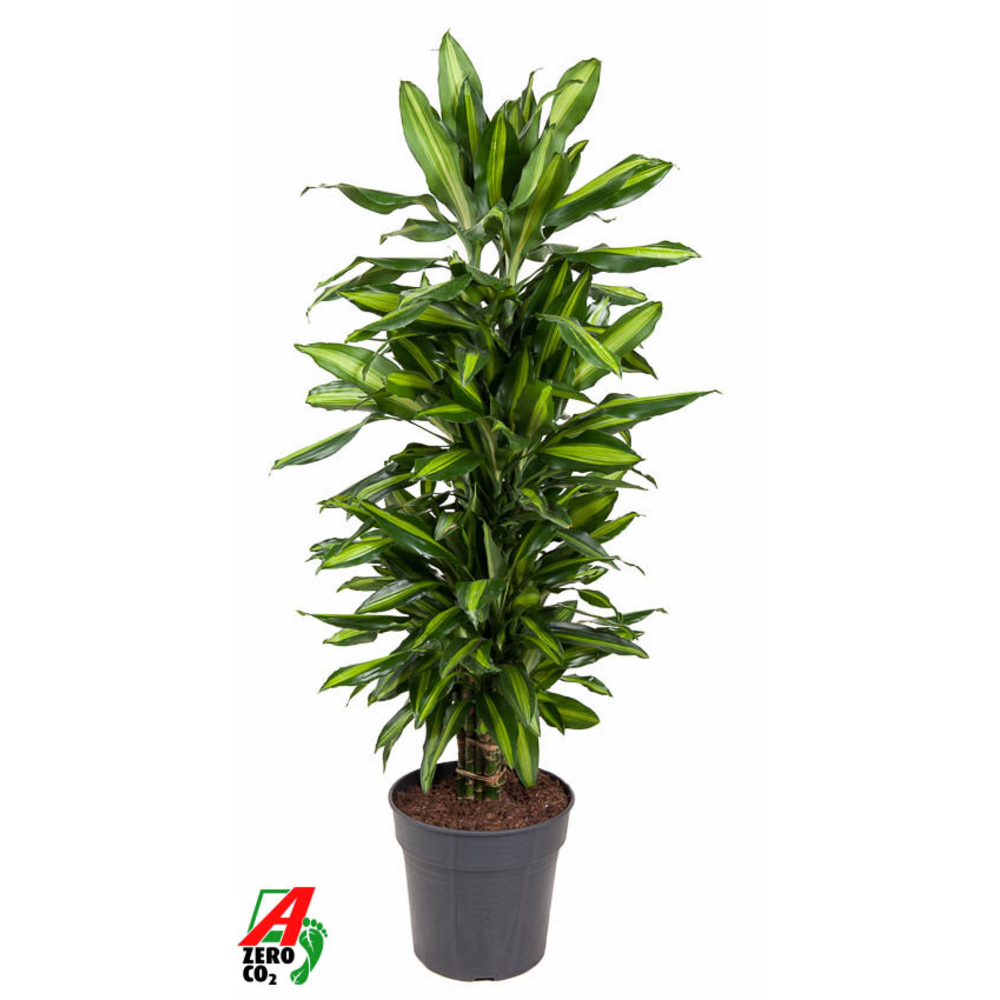 Dracaena Cintho vertakt P27.