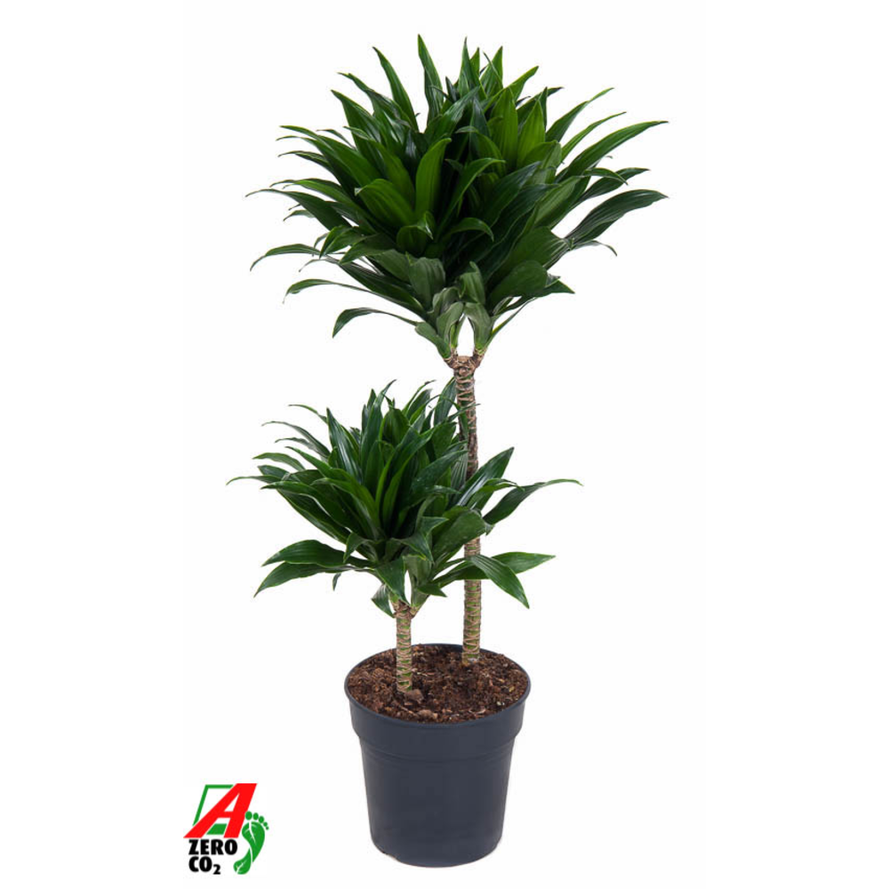Dracaena Compacta 45-15.
