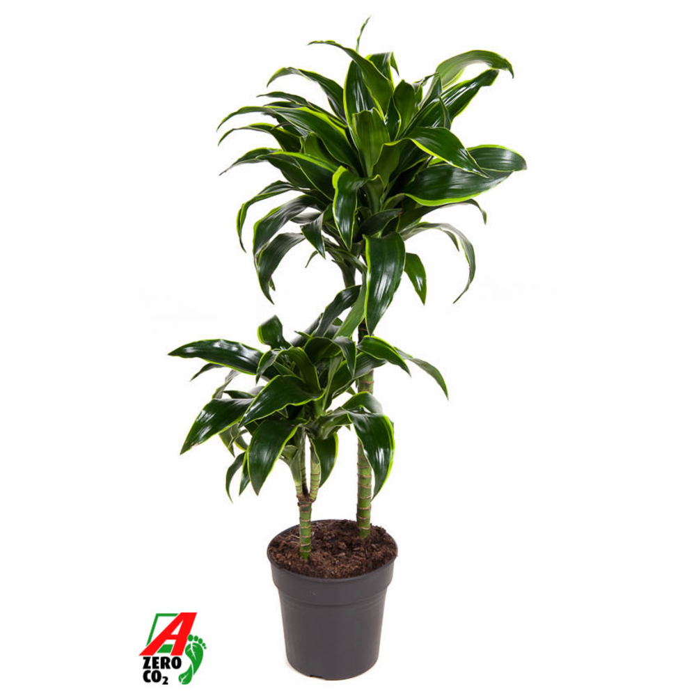 Dracaena Dorado 45-15.