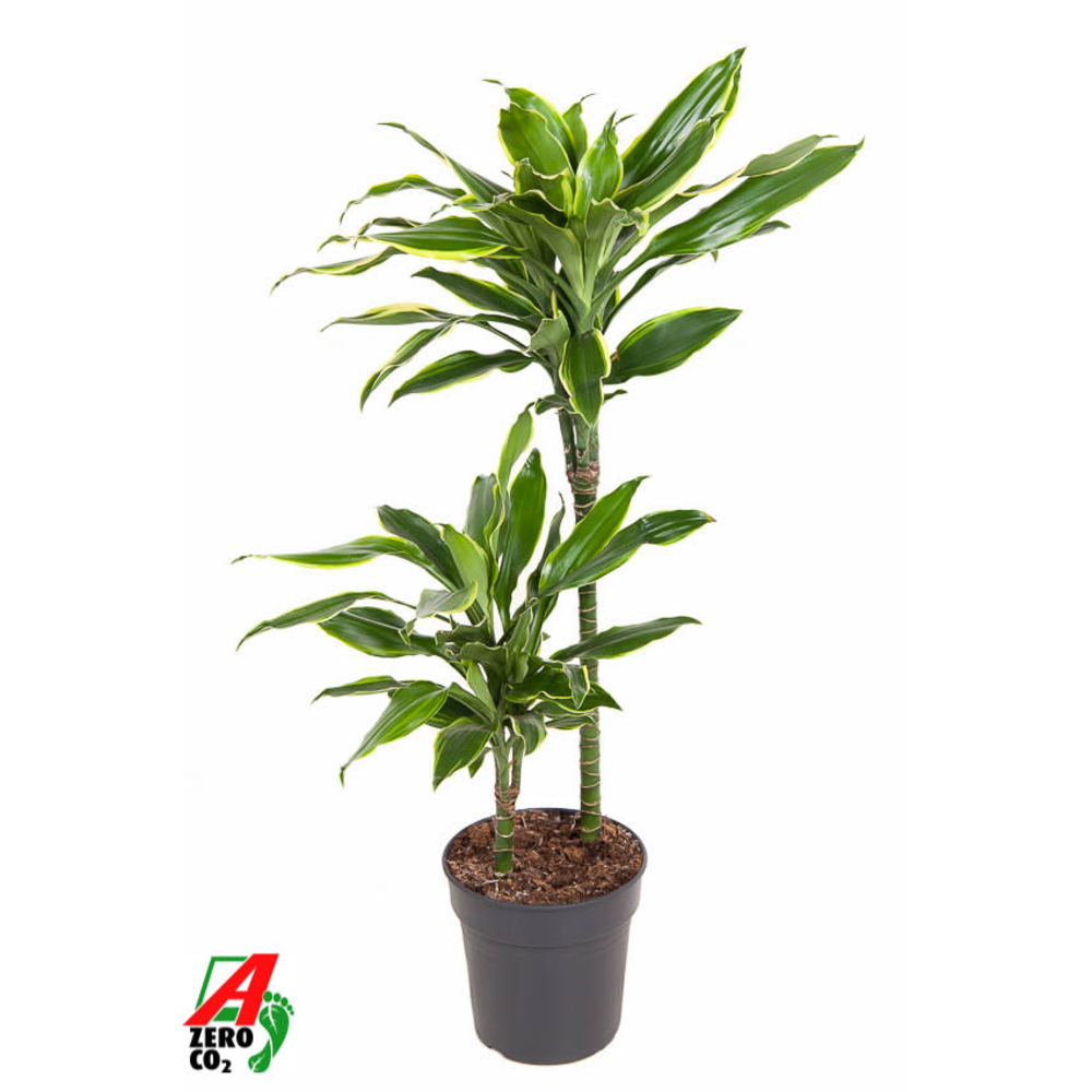 Dracaena Gold Coast 45-15.