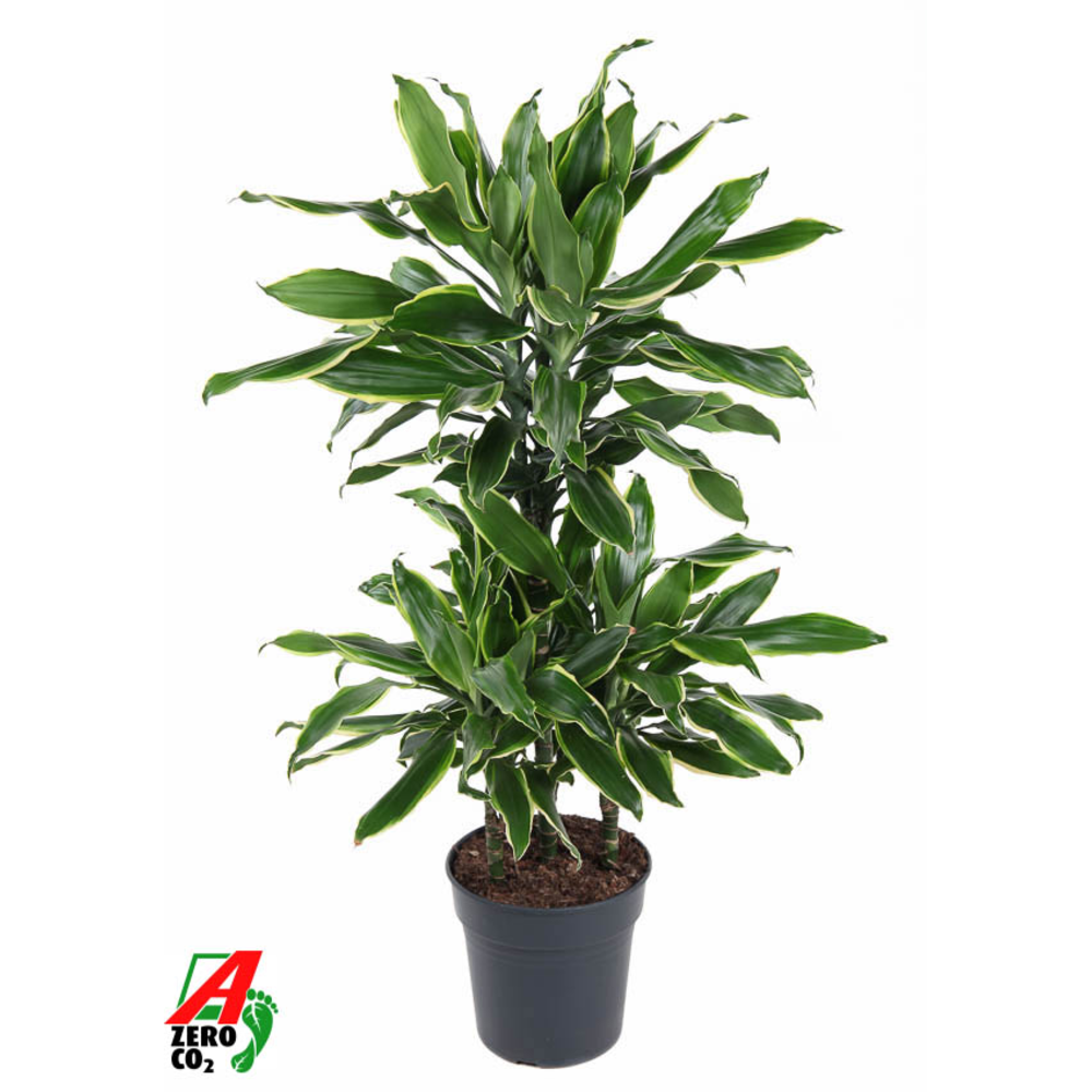 Dracaena Gold Coast 45-carrousel.