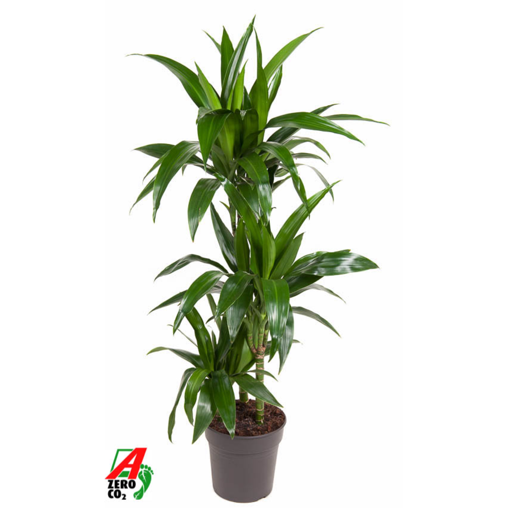 Dracaena Janet Craig 60-30-15.