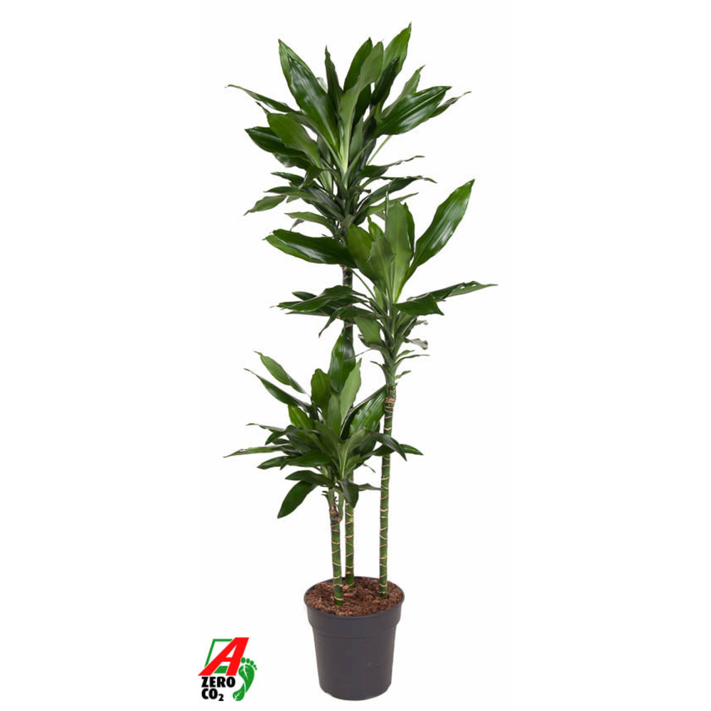 Dracaena Janet Lind 90-60-30.