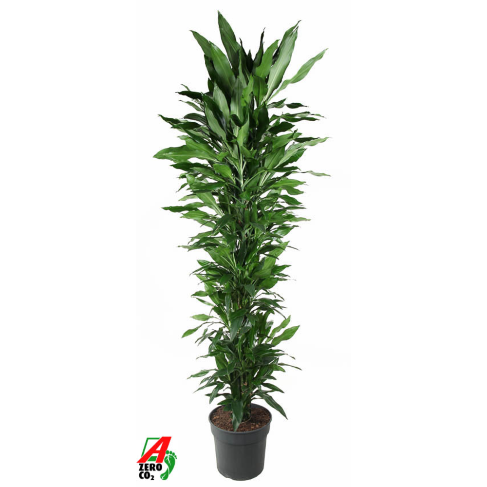 Dracaena Janet Lind vertakt P40.
