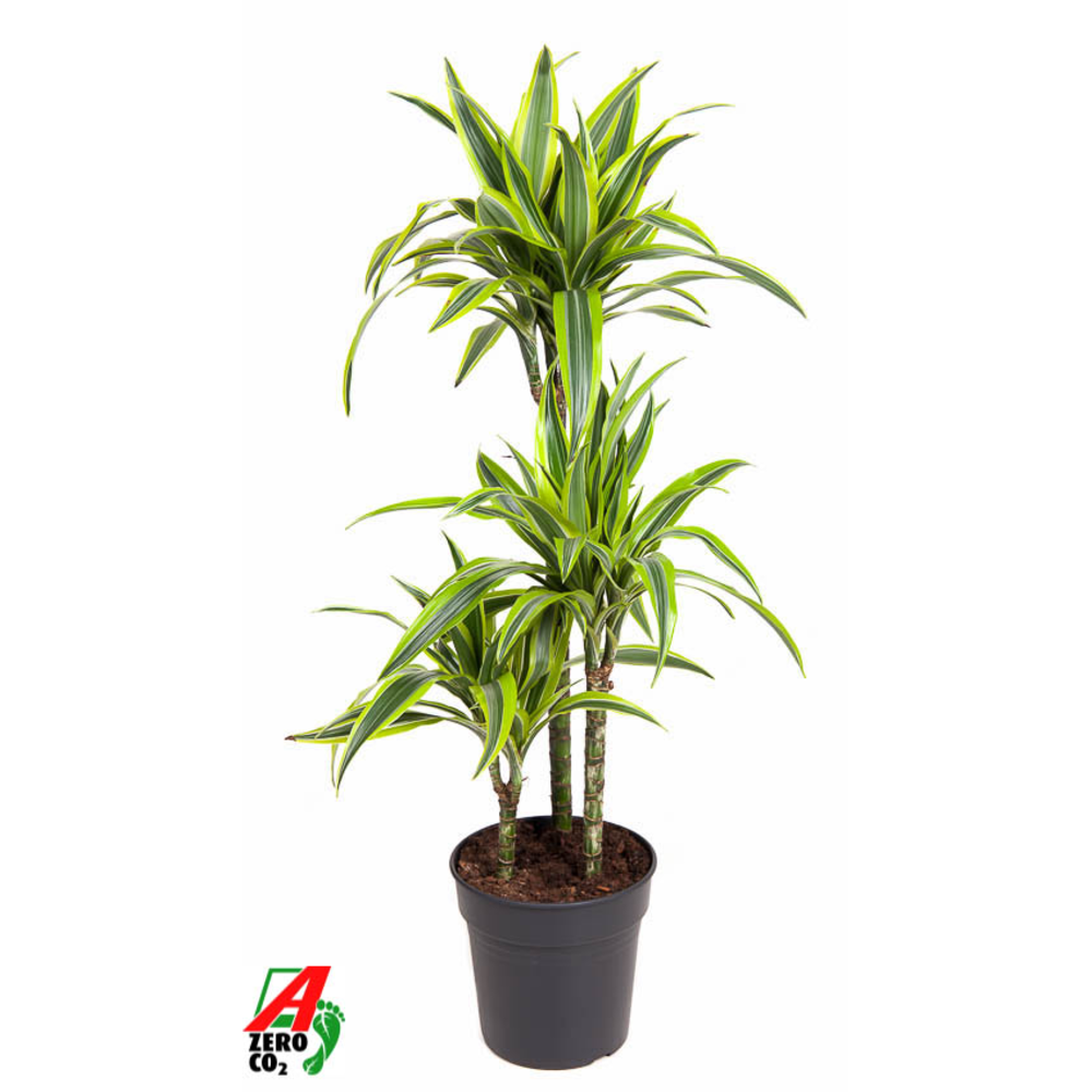 Dracaena Lemon Lime 60-30-15.