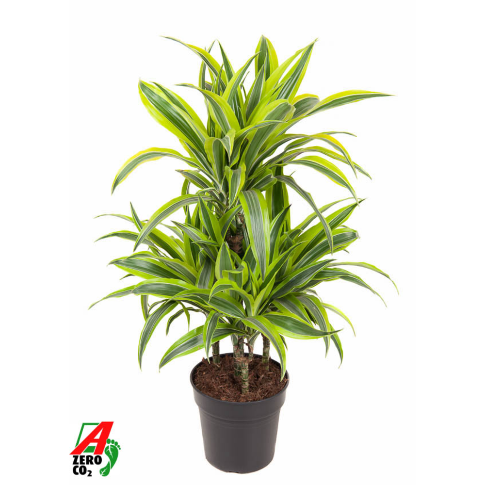 Dracaena Lemon Lime 45-carrousel.