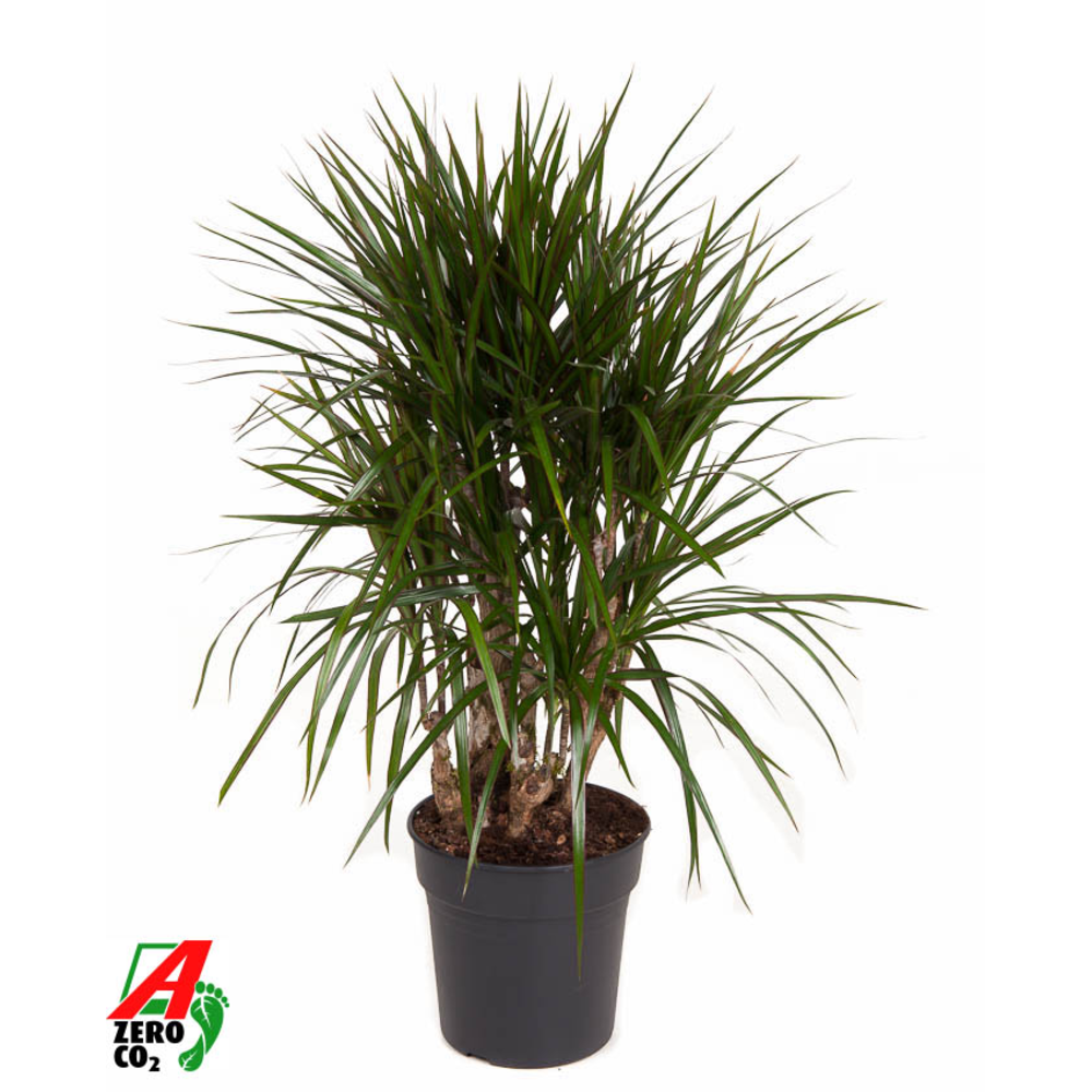 Dracaena Marginata vertakt P24.