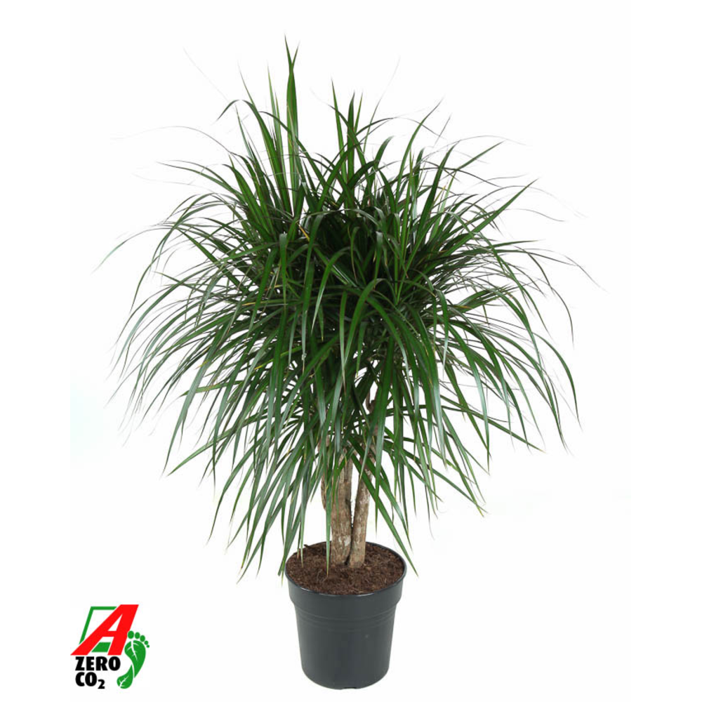 Dracaena Marginata vertakt P27.