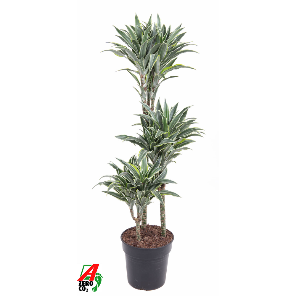 Dracaena Surprise 60-30-15.
