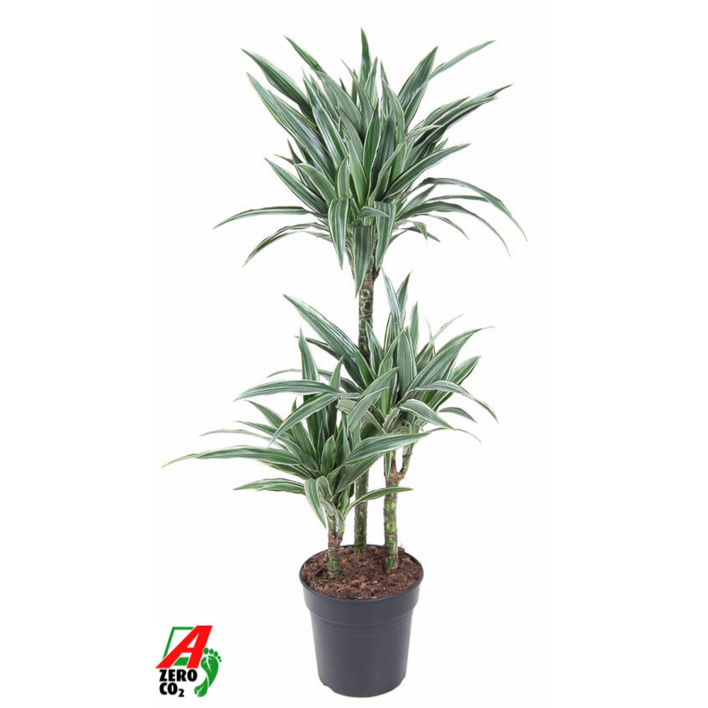 Dracaena Warneckei 60-30-15.