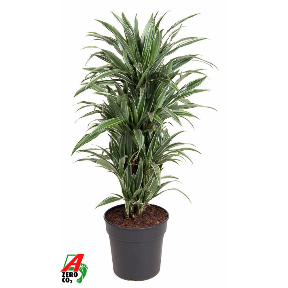 Dracaena Warneckei vertakt P27.