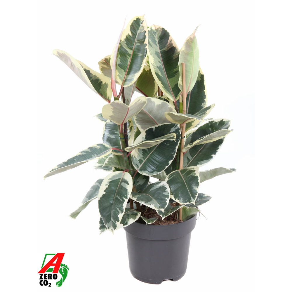 Ficus Elastica Tineke 3PP P27.