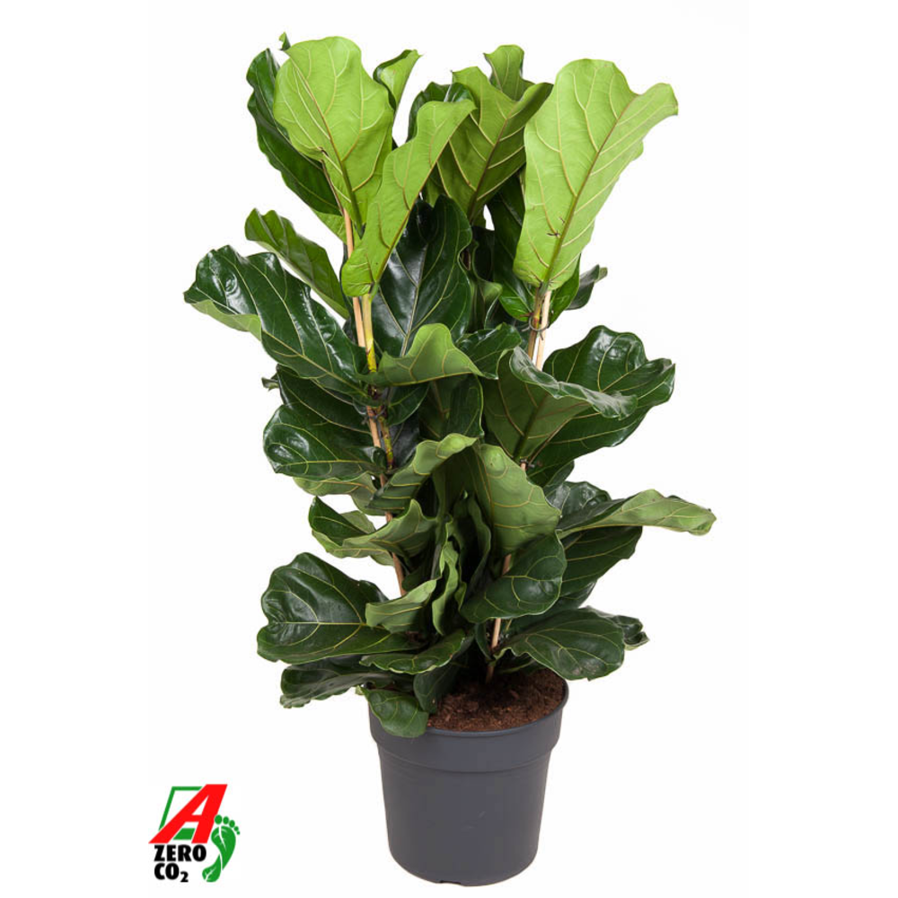 Ficus Lyrata 3PP P34.