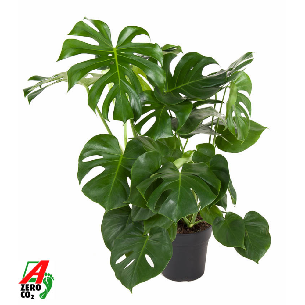 Monstera Deliciosa struik P24.