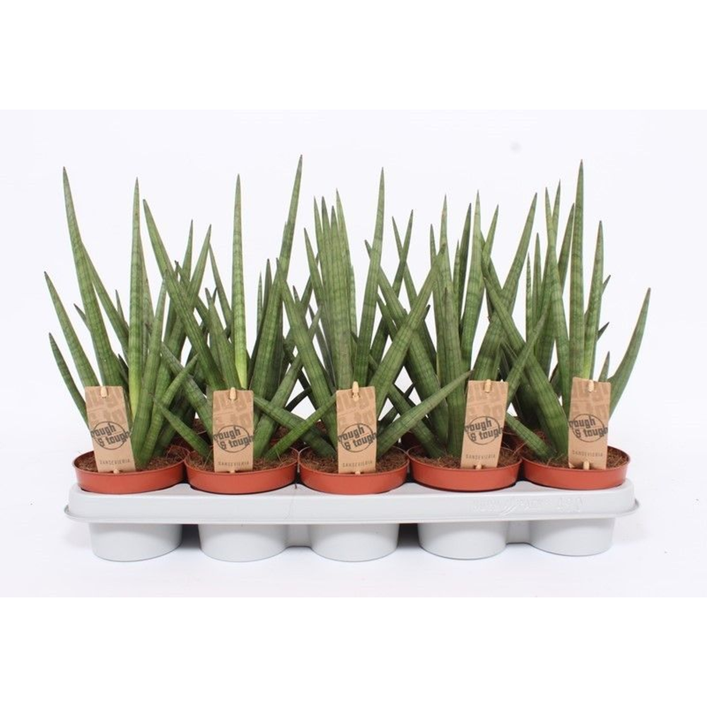 Sansevieria Tough Guy.