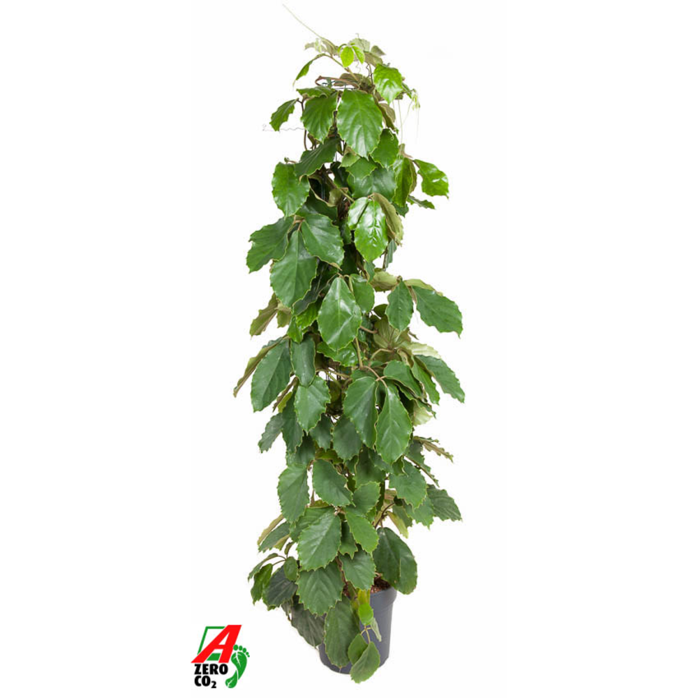 Tetrastigma Voinierianum Zuil P27 (NO GAP).