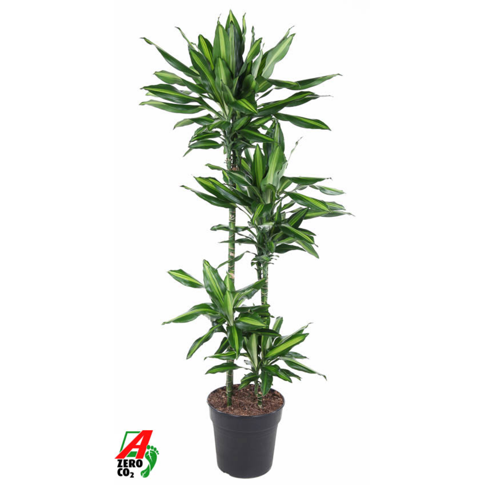 Dracaena Cintho 90-60-30-15.