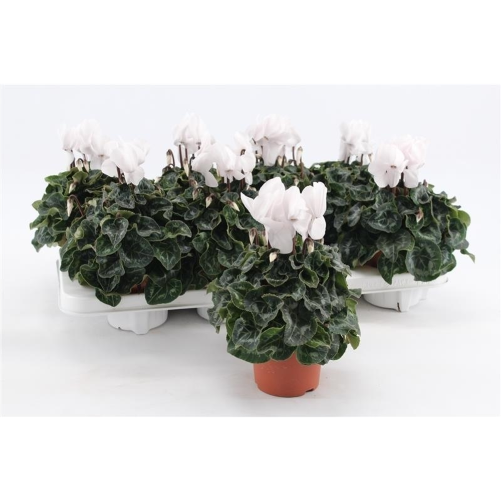 Cyclaam Midi White.