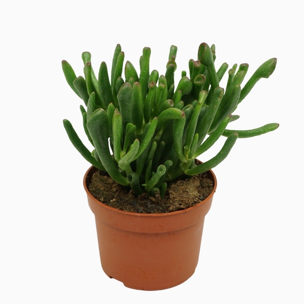 Crassula gollum 10,5 cm.