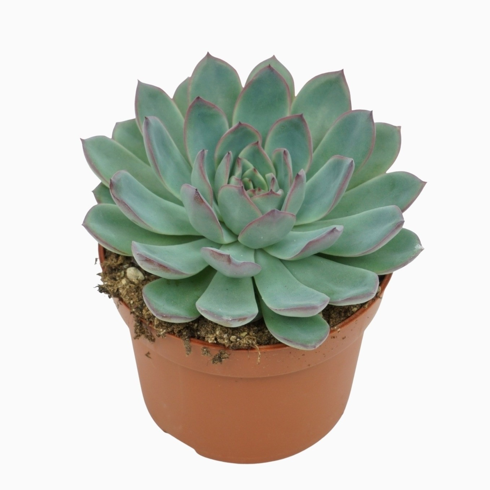 Echeveria apus 10,5 cm.
