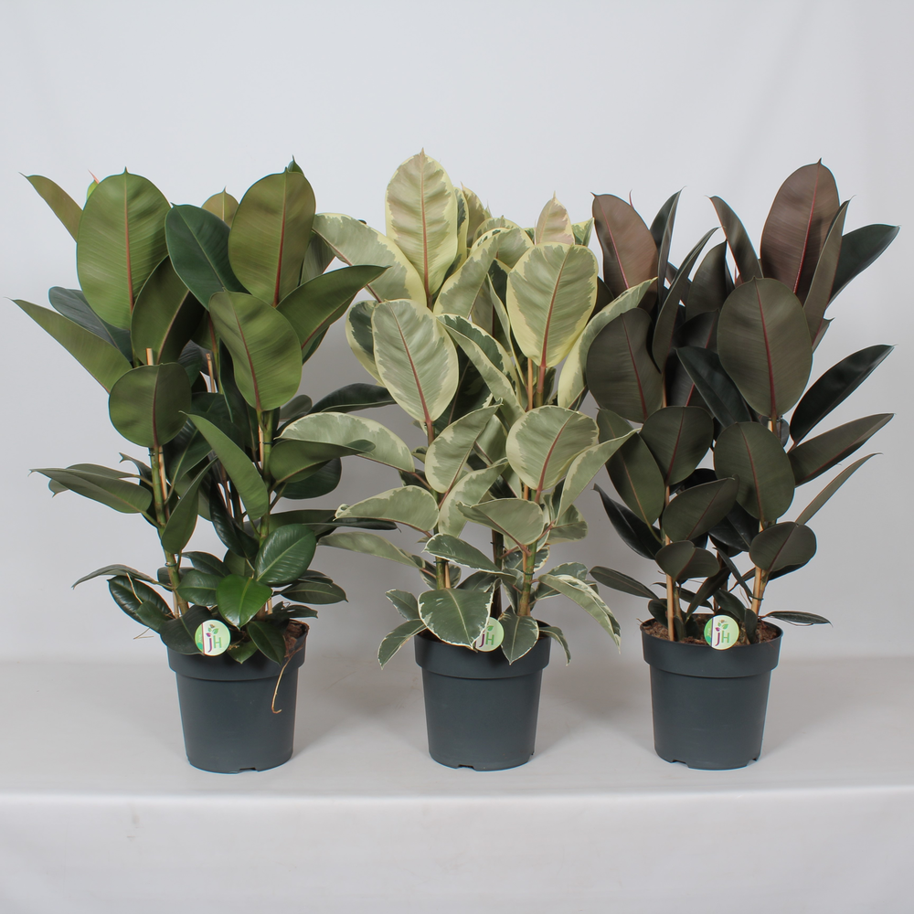 Ficus mix.