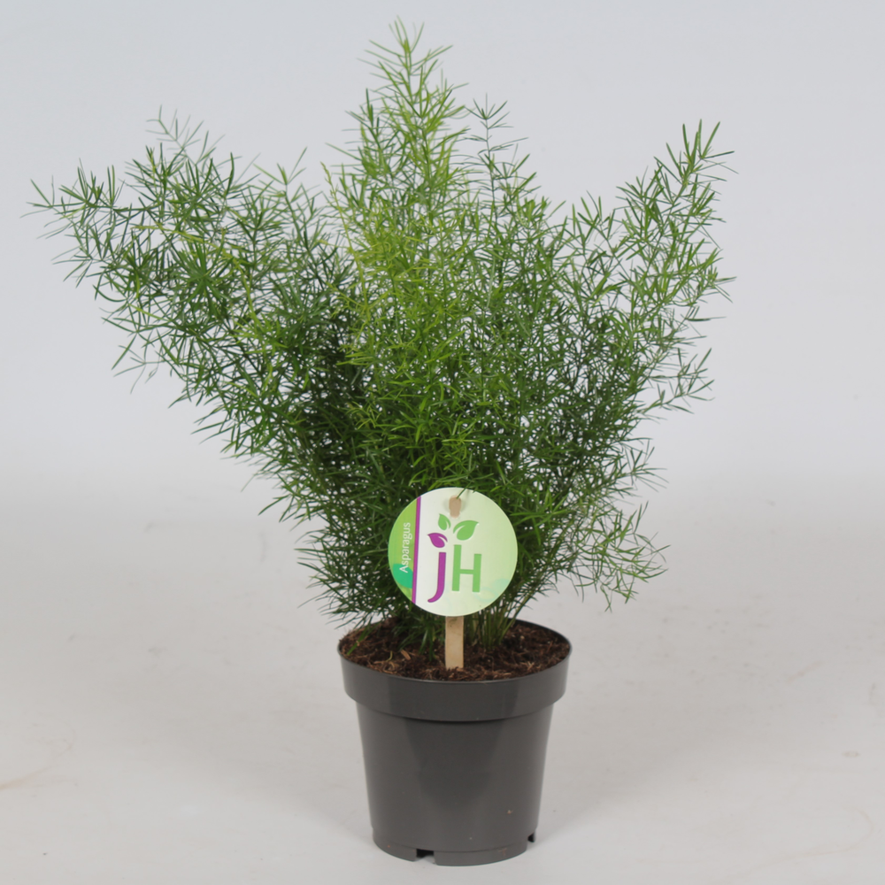 Asparagus 'Sprengeri'.