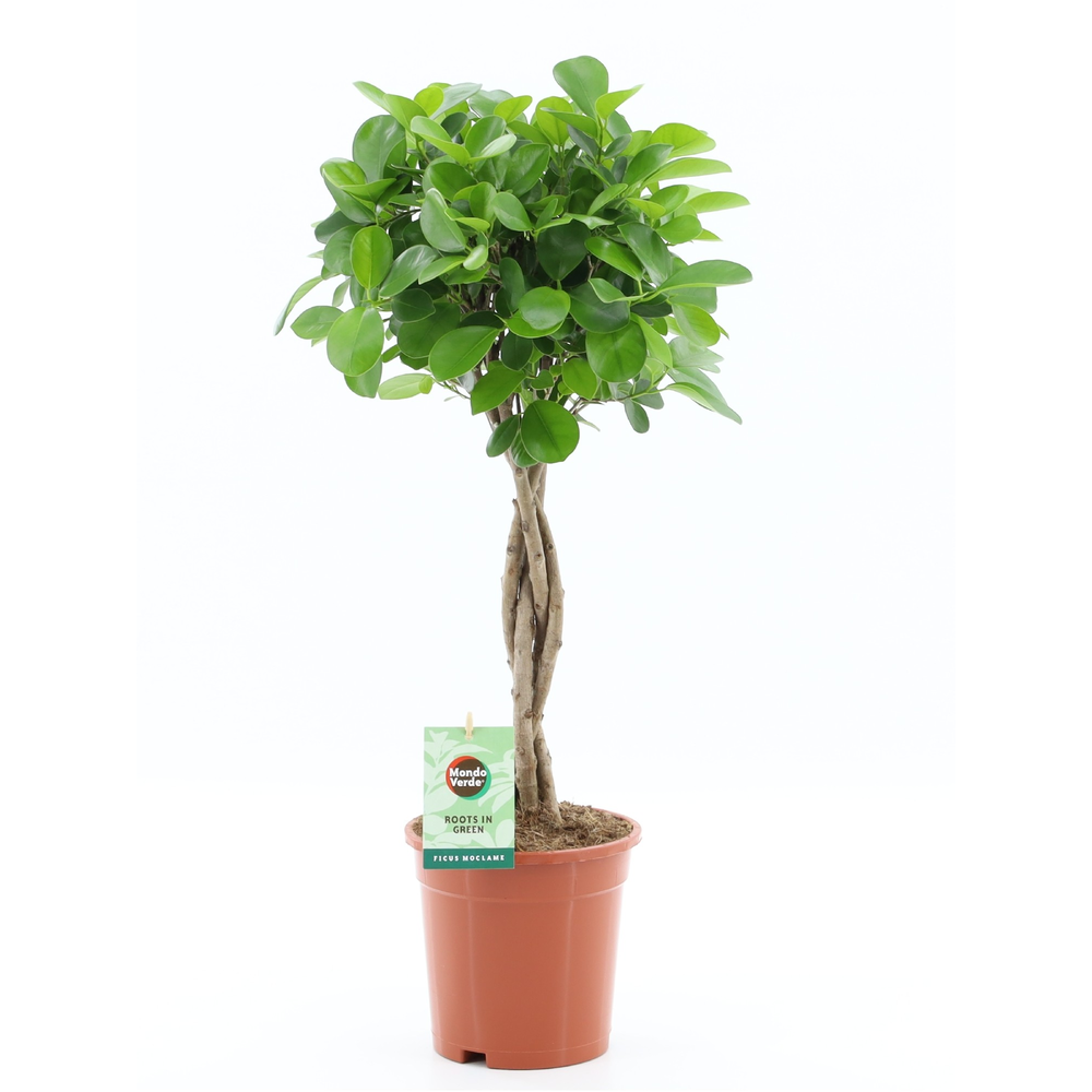 Ficus Microcarpa Moclame pot 17.