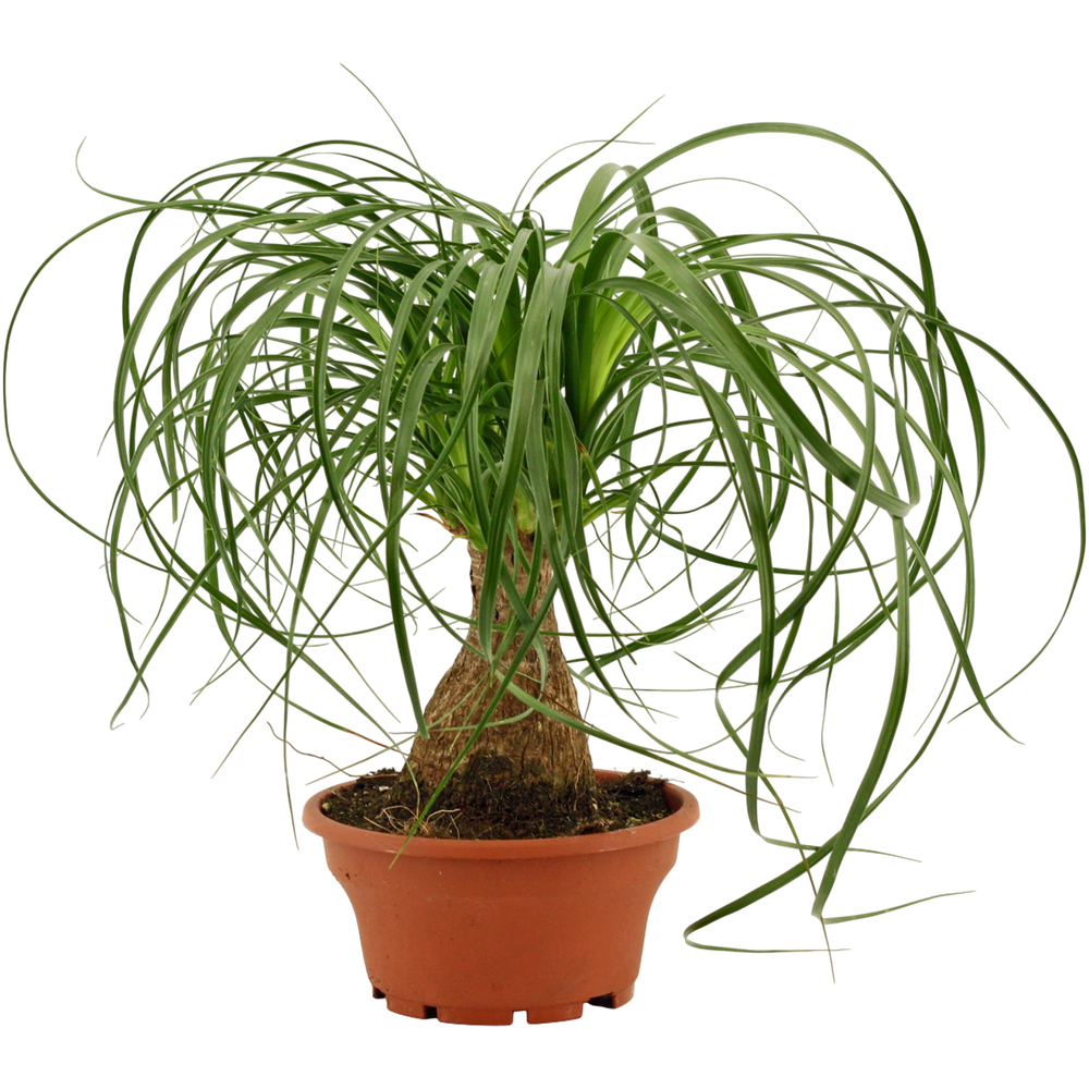 Beaucarnea recht 16 cm schaal.