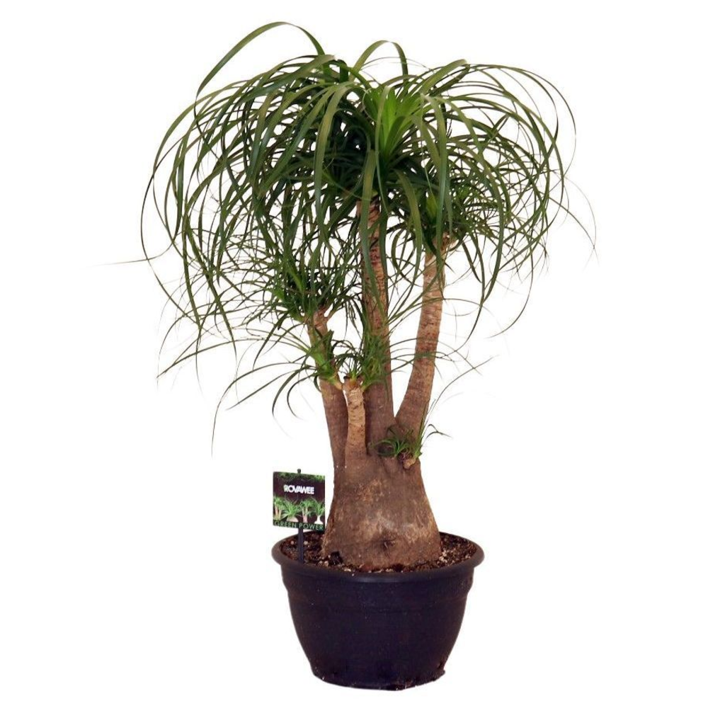 Beaucarnea rec. vertakt.