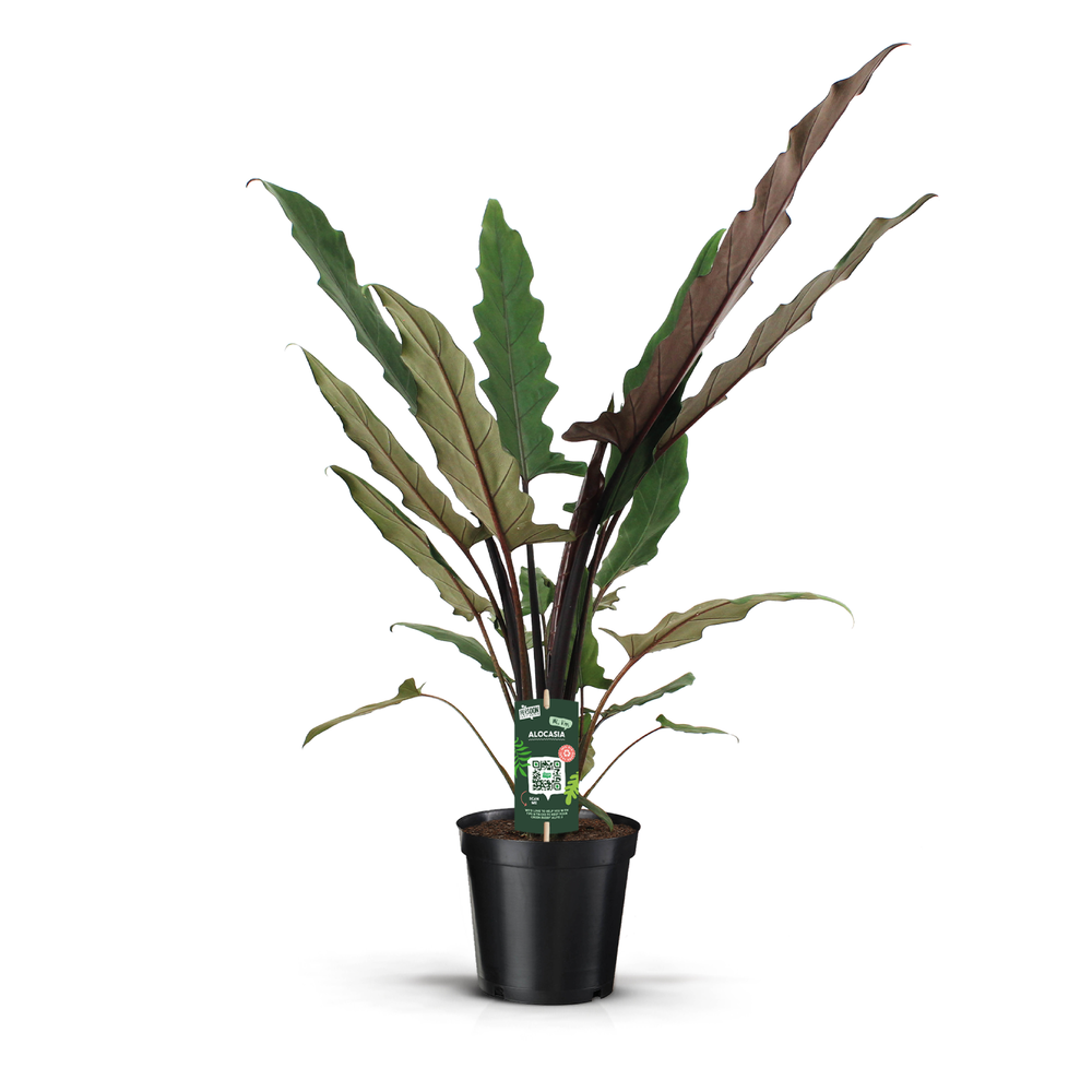 Alocasia Lauterbachiana.