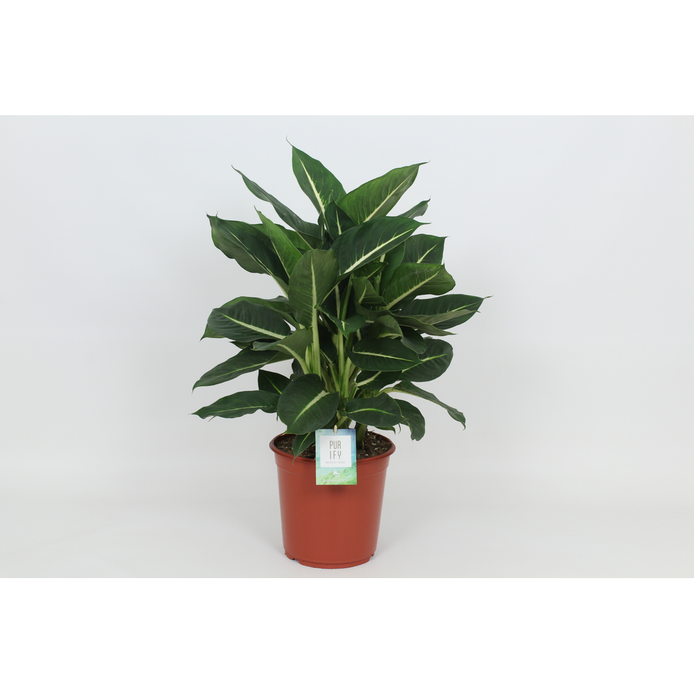 Purify Dieffenbachia Green Magic 24 cm.