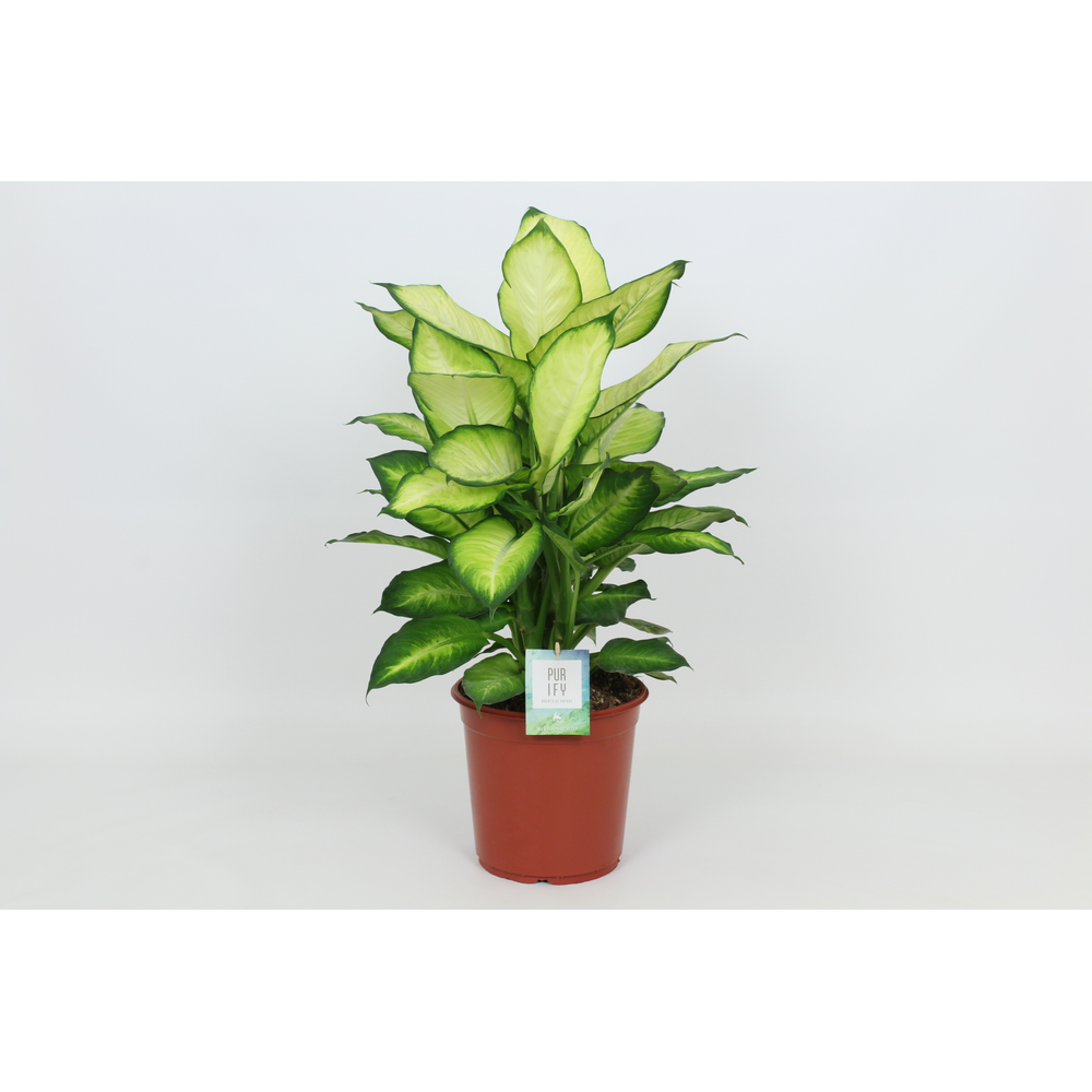 Purify Dieffenbachia Summer Style 24 cm.
