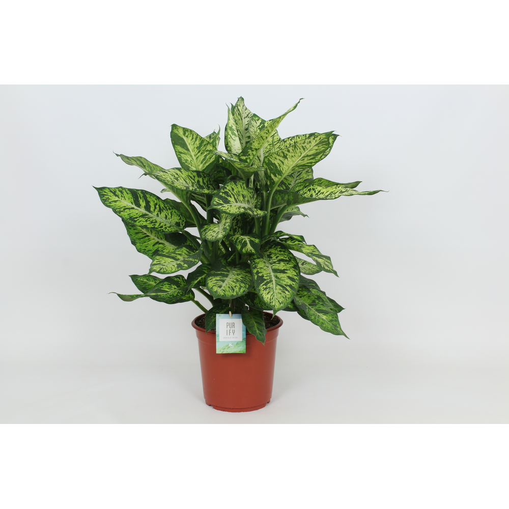 Purify Dieffenbachia Sublime 24 cm.