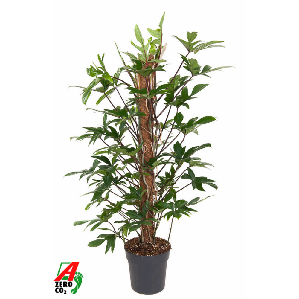 Philodendron Pedatum mosstok P24 (NO GAP).