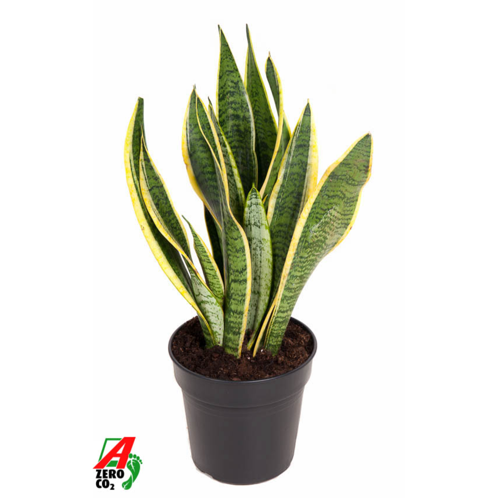 Sansevieria Laurentii P17.