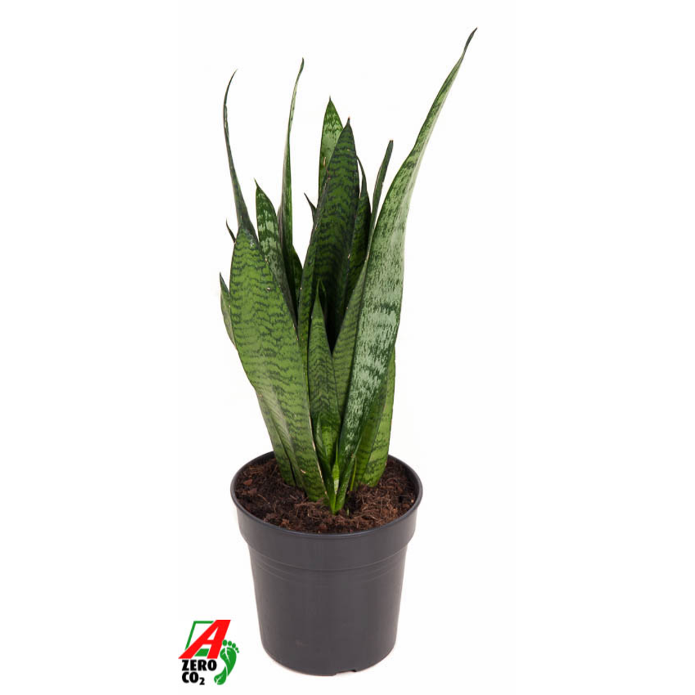 Sansevieria Zeylanica P17.