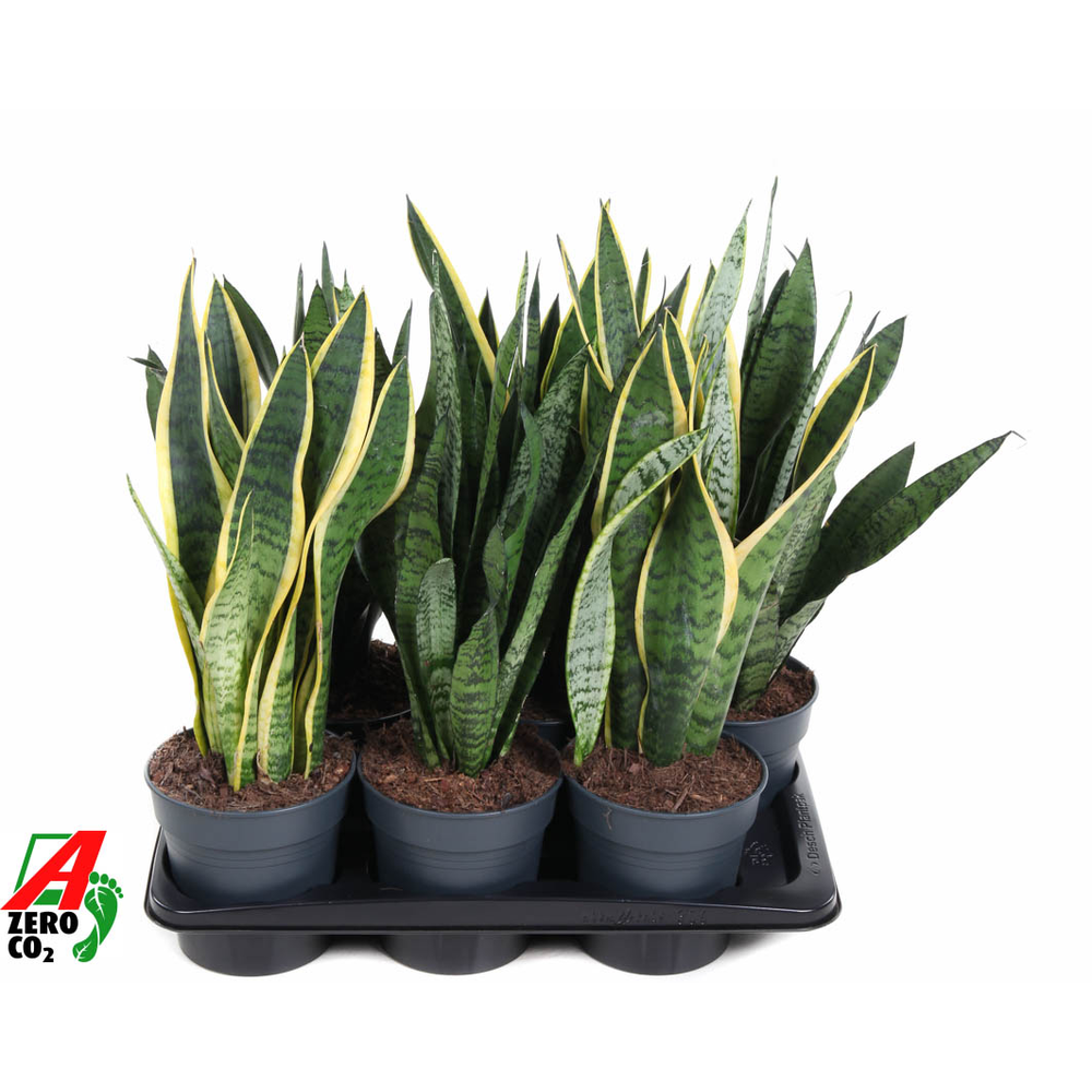 Mix Sansevieria p17.