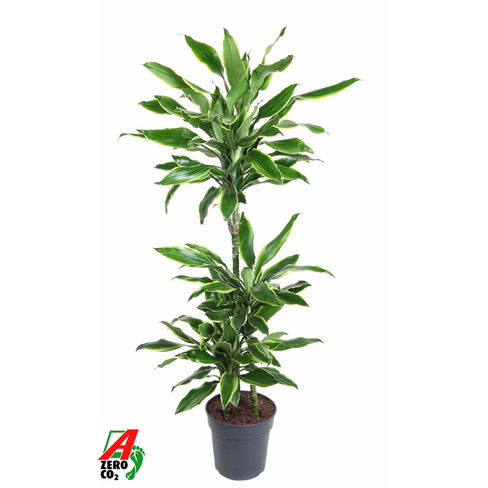 Dracaena Gold Coast 60-30-15.