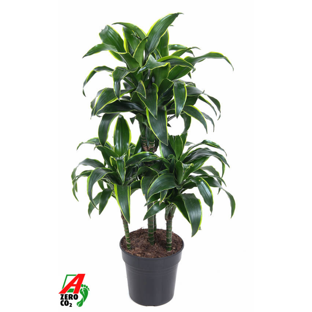 Dracaena Dorado 45-carrousel.
