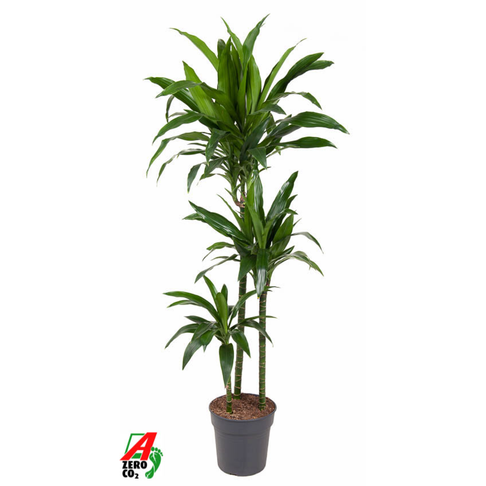 Dracaena Janet Craig 90-60-30.