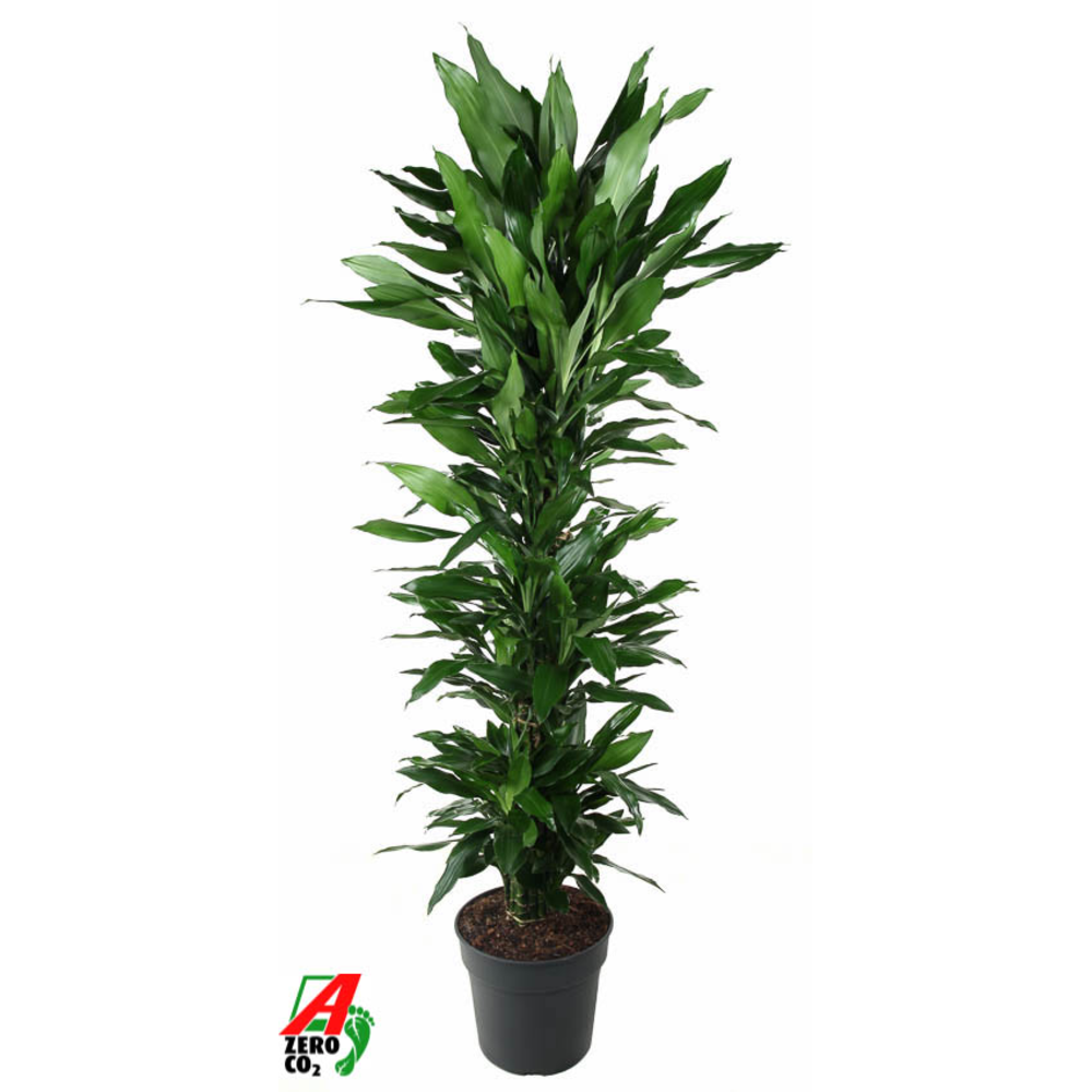 Dracaena Janet Lind vertakt P34.