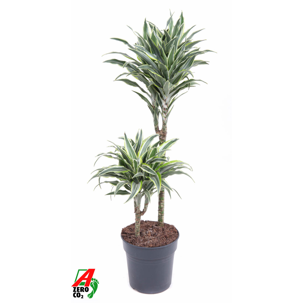 Dracaena Surprise 45-15.