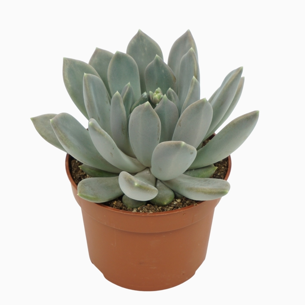 Pachyveria draco 10,5 cm.