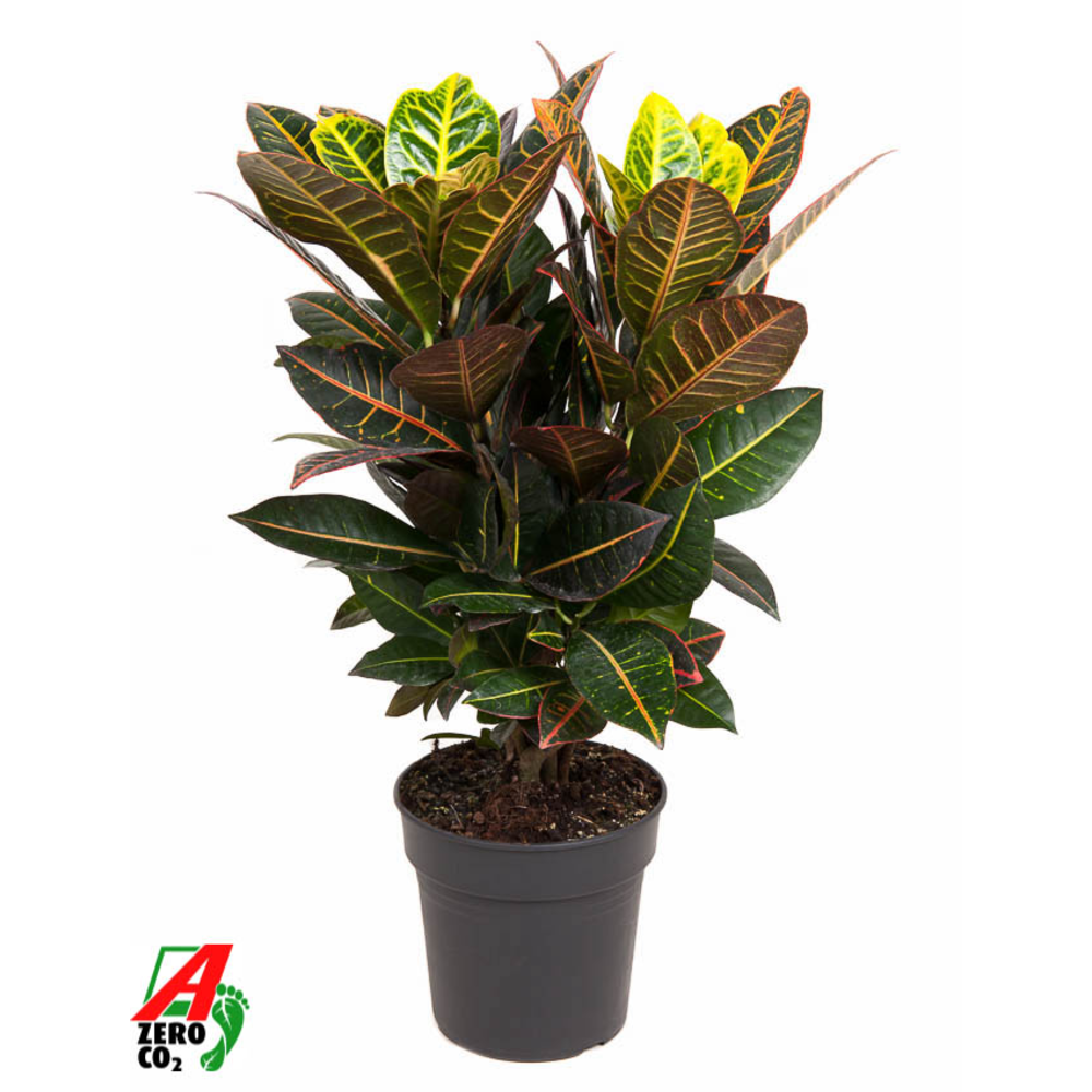 Codiaeum Petra vertakt P21.