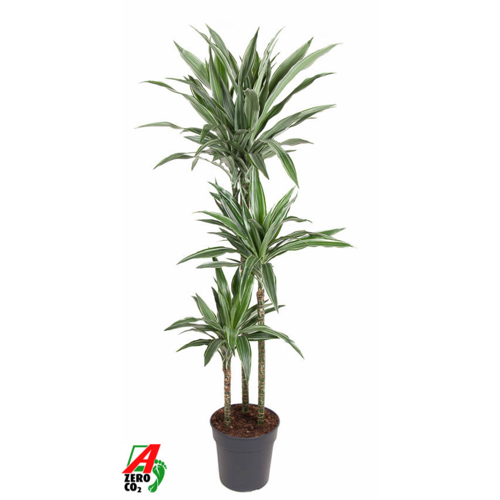 Dracaena Warneckei 90-60-30.