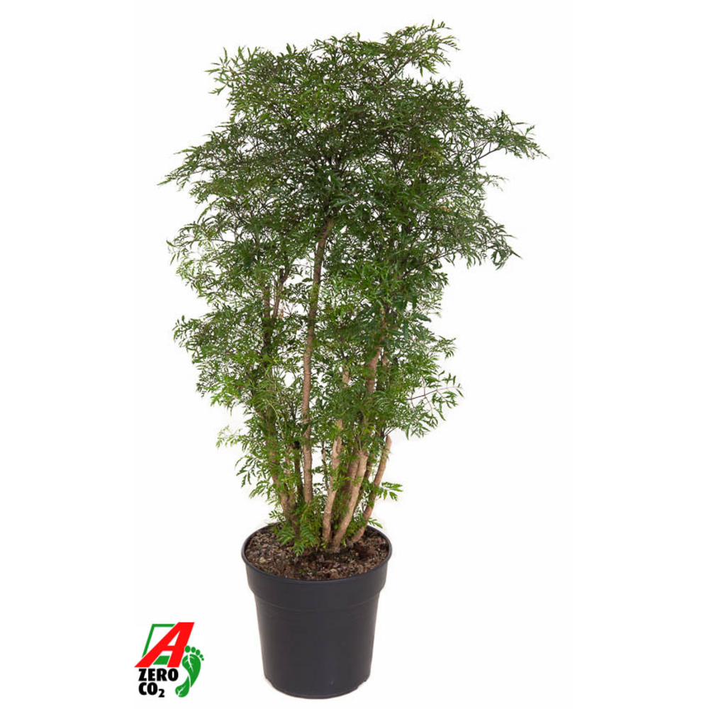 Polyscias Ming vertakt P27.