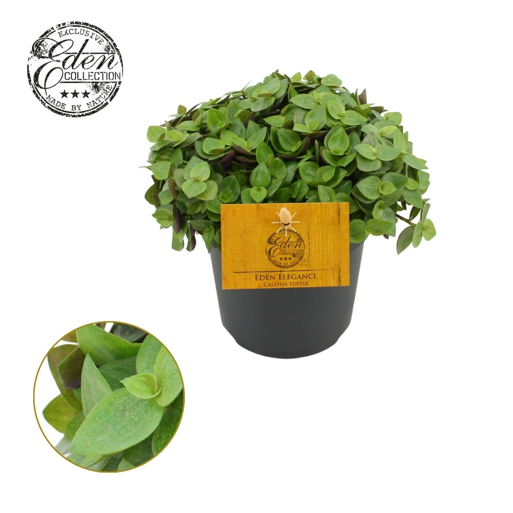 Callisia Turtle 10,5cm.