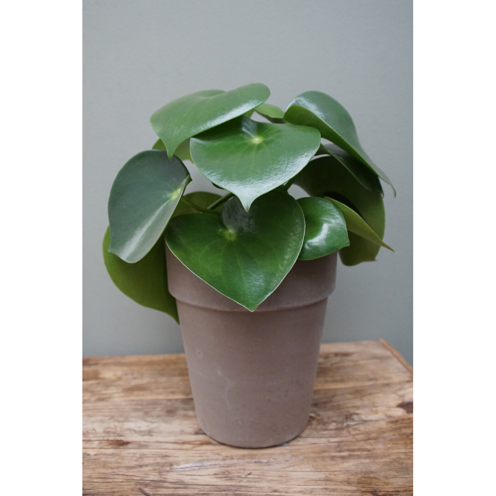 Peperomia Raindrop in Terracotta.