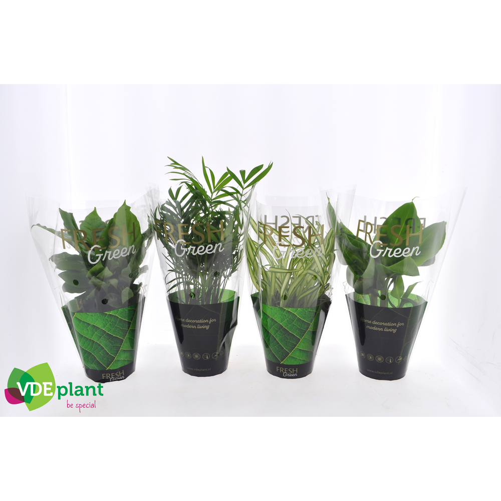 Fresh Green mix 12cm in Fresh Green hoes.
